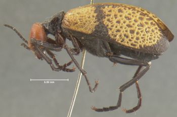 Media type: image;   Entomology 5138 Aspect: habitus lateral view